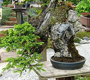 Pfronten_Hartmuts_Fichte_auf_Stein