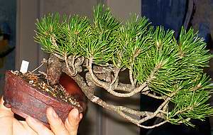 Pfronten_welche__ste