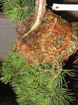 Werners abgemoste Kiefer Werners abgemoste Kiefer