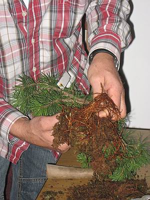 Werners abgemoste Kiefer2 Werners abgemoste Kiefer2